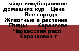 яйцо инкубационное домашних кур › Цена ­ 25 - Все города Животные и растения » Птицы   . Карачаево-Черкесская респ.,Карачаевск г.